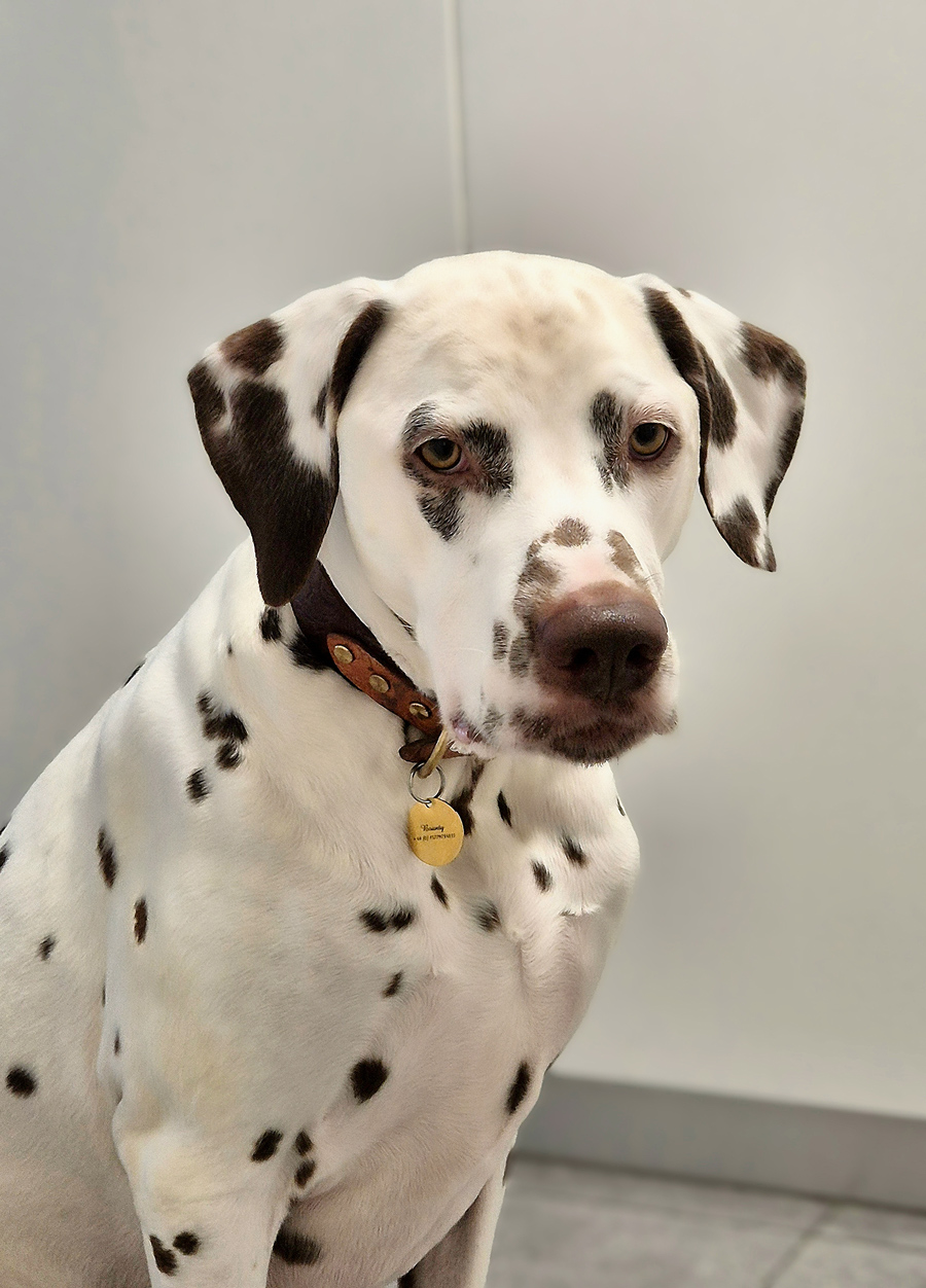 Unser Therapie- und Praxishund Bounty Unser Therapie- und Praxishund Bounty